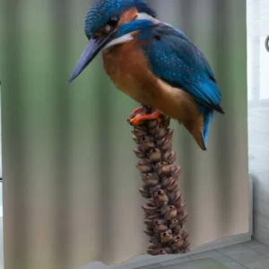 Turquoise Blue Bird Shower Curtain