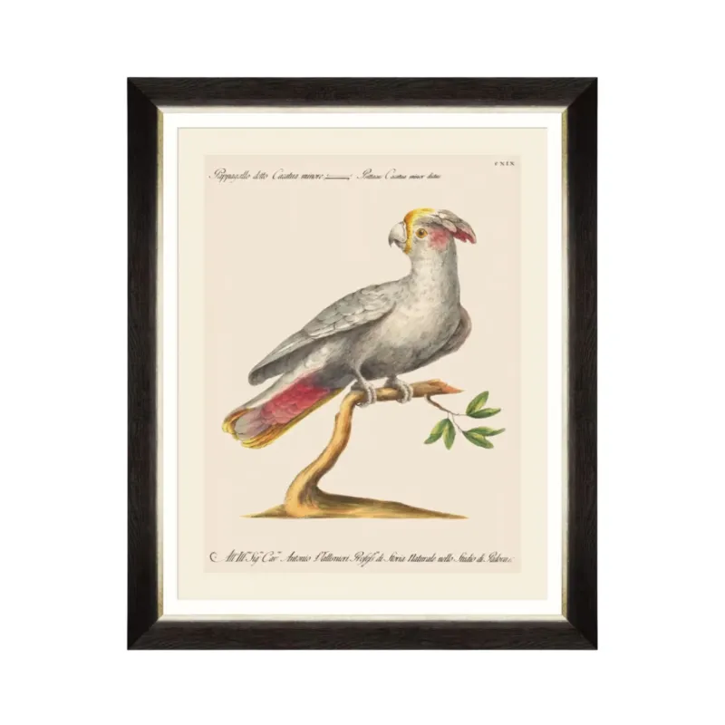 Parrots of Brazil XI Framed Art